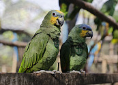 Así es el santuario que protege guacamayas y loros en Bolívar