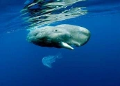 La importancia de las ballenas y el problema del plástico