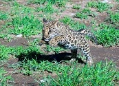 Nace ‘Yazu’, una cría de jaguar mexicano que alimentará un banco genético de su especie