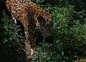 Aprender a vivir con el jaguar, un reto para conservar esta especie en Colombia