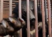 Corea del Sur dejará de criar osos para extraer su bilis, pero cientos siguen atrapados en jaulas