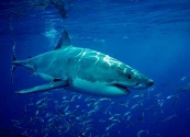 Inteligencia artificial que replica el sistema inmune de los tiburones: México innova en biotecnología