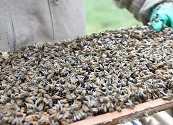 “Divinas y aladas”: la conservación y cuidado de las abejas en Bogotá